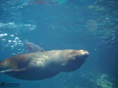 Sea Lion - Underwater Galapagos 2010 -DSCN5437 Sea Lion - Underwater Galapagos 2010 -DSCN5437
